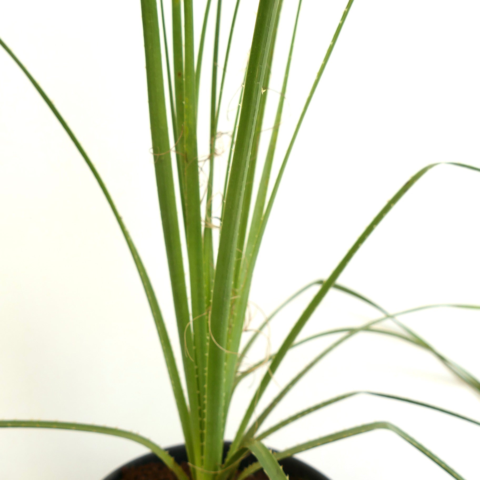 Dasylirion acrotrichum var. parryanum foglie verdi sottili con fibre sottili simili a filamenti pianta succulenta