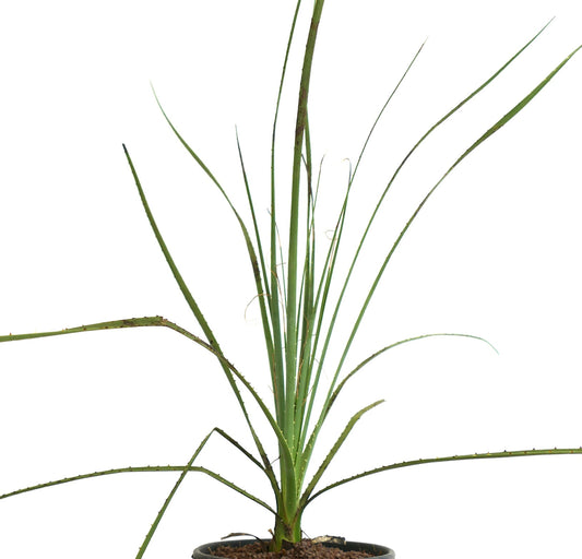 Dasylirion berlandieri tall succulent with narrow spiny green leaves in a pot