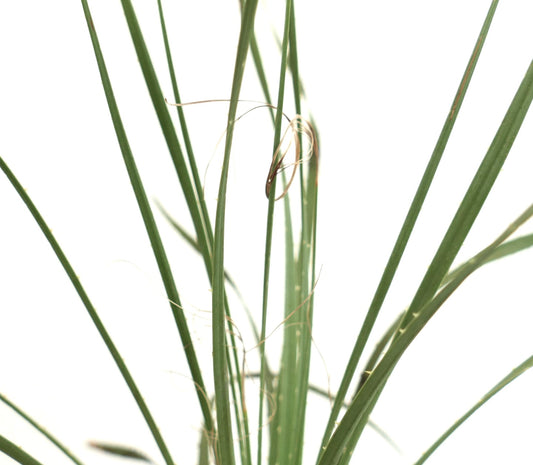 Dasylirion berlandieri slender green leaves with curling fiber edges rare succulent plant