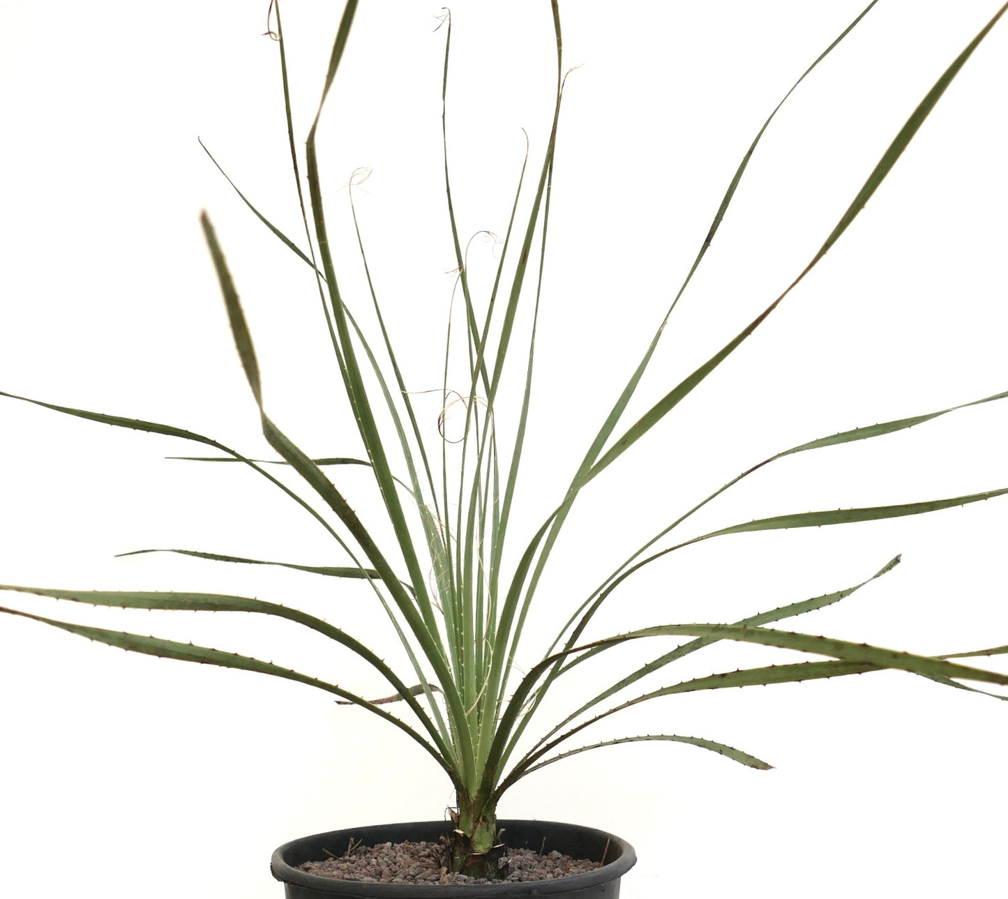 Dasylirion berlandieri spiky succulent plant with long narrow leaves in black pot