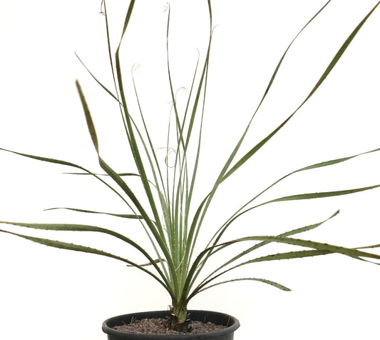 Dasylirion berlandieri spiky succulent plant with long narrow leaves in black pot