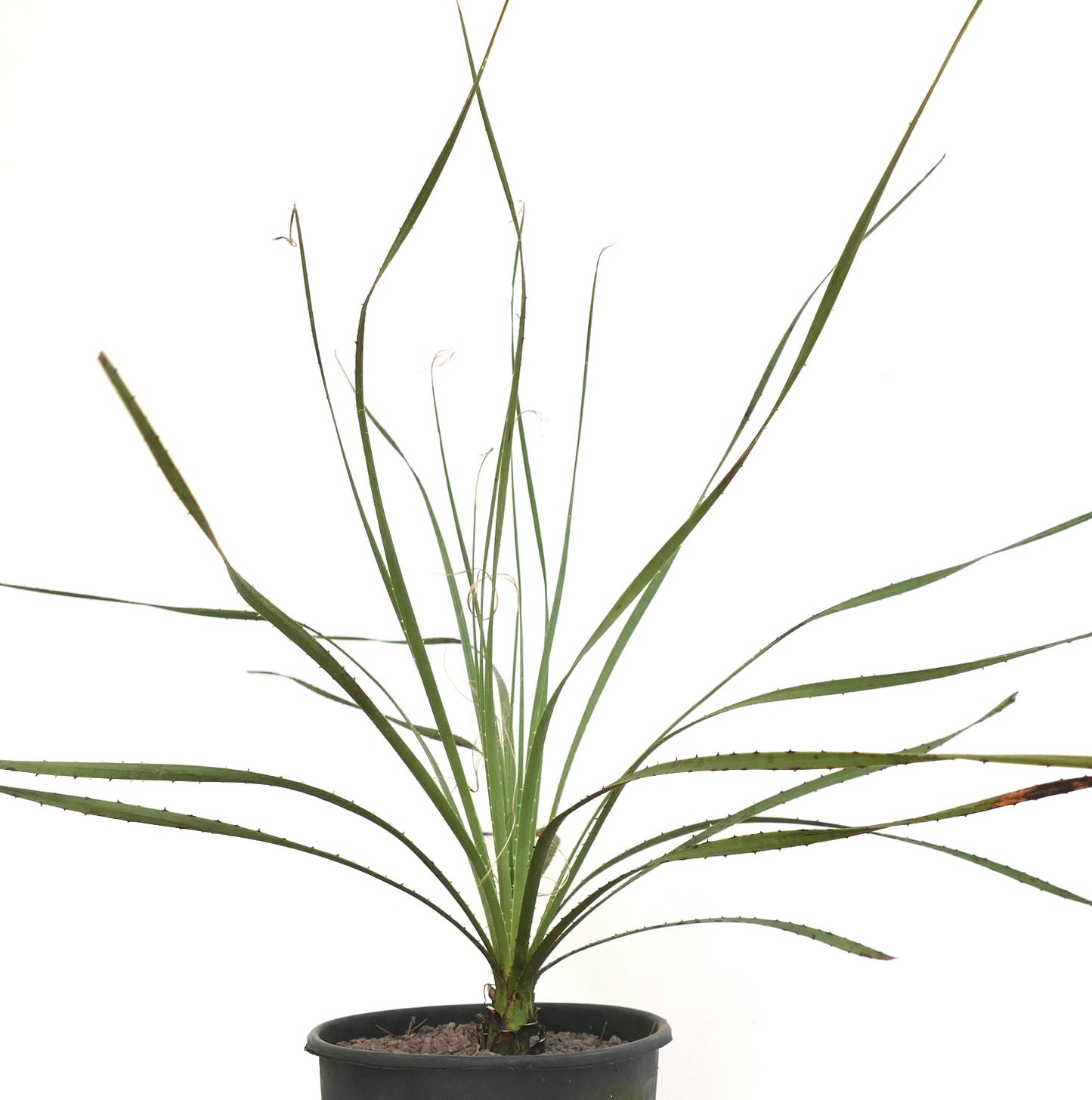 Dasylirion berlandieri spiky green succulent with long narrow leaves in black pot