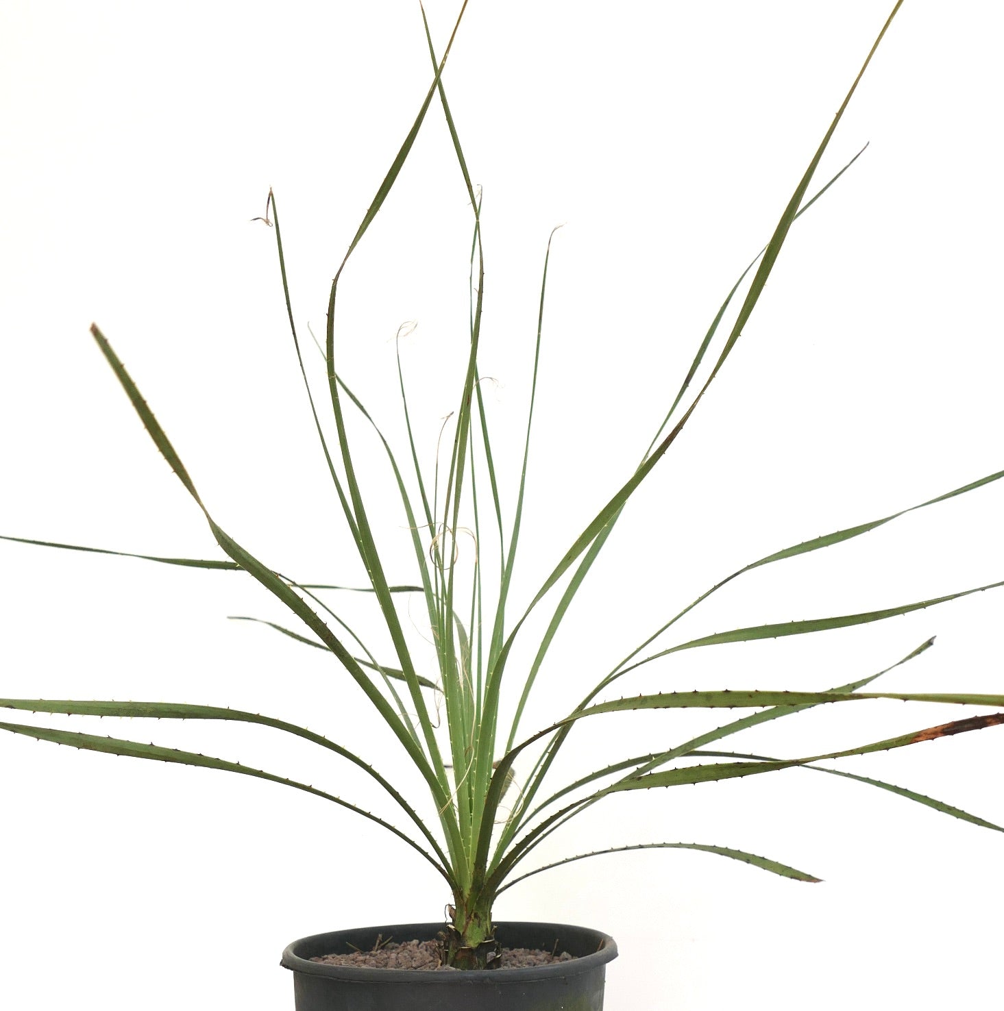 Dasylirion berlandieri spiky green succulent with long narrow leaves in black pot
