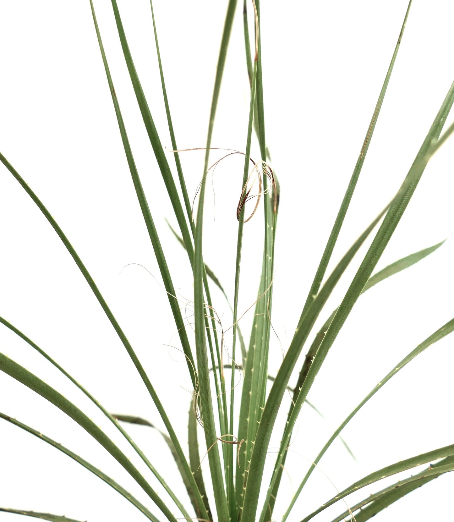 Dasylirion berlandieri slender green leaves with fine curling fibers and small spines succulent plant