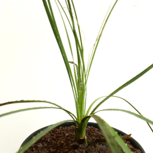 Dasylirion berlandieri slender green leaves with small spines potted succulent plant