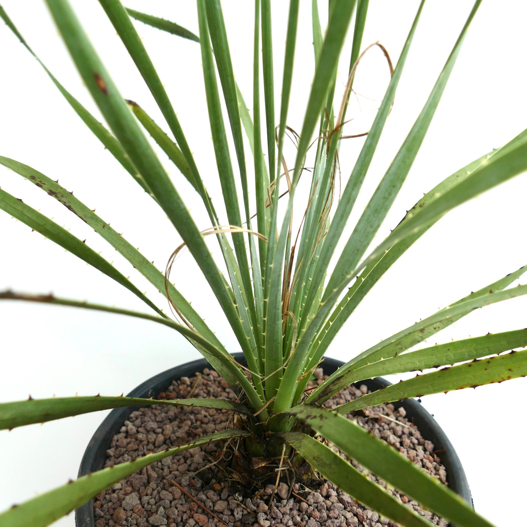 Dasylirion berlandieri, succulente épineuse avec de longues feuilles vertes étroites en pot