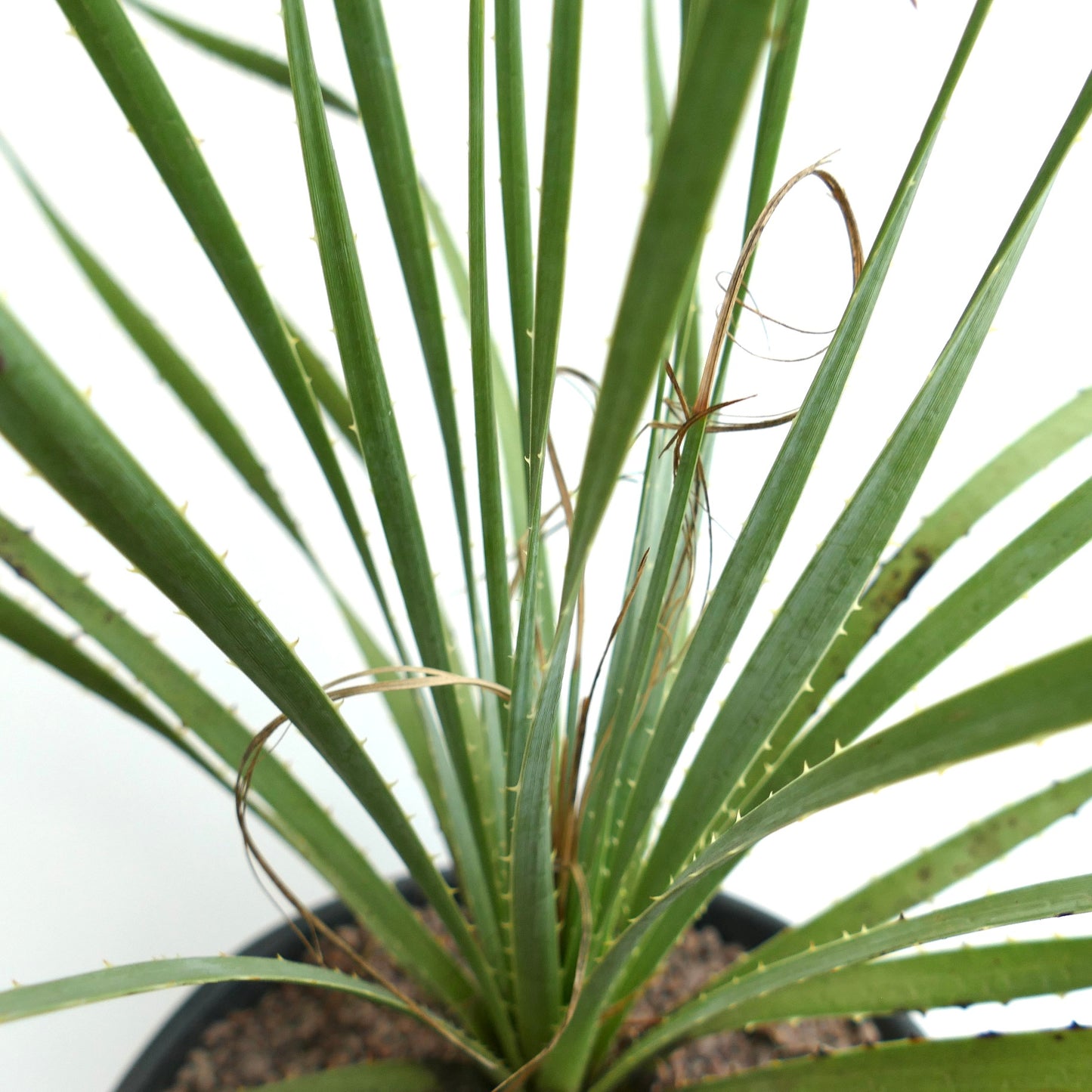 Succulente verte épineuse Dasylirion berlandieri avec des feuilles étroites et des bords fibreux en pot