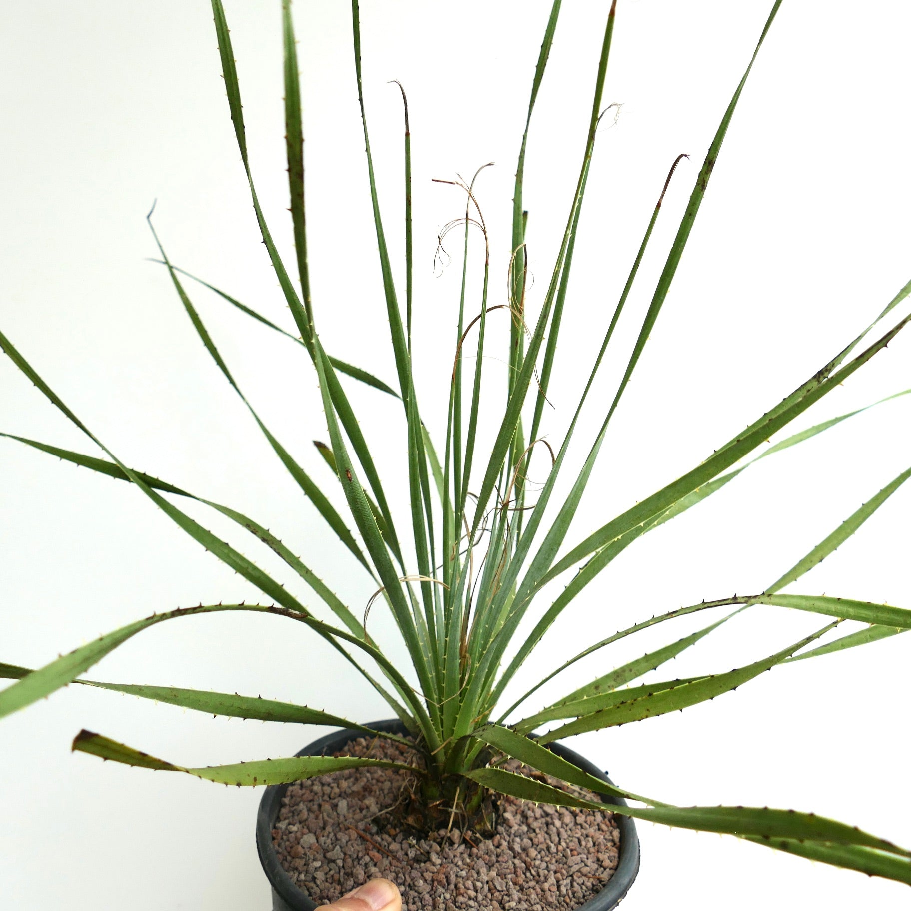 Dasylirion berlandieri, succulent épineux aux longues feuilles étroites vertes et aux bords tranchants en pot