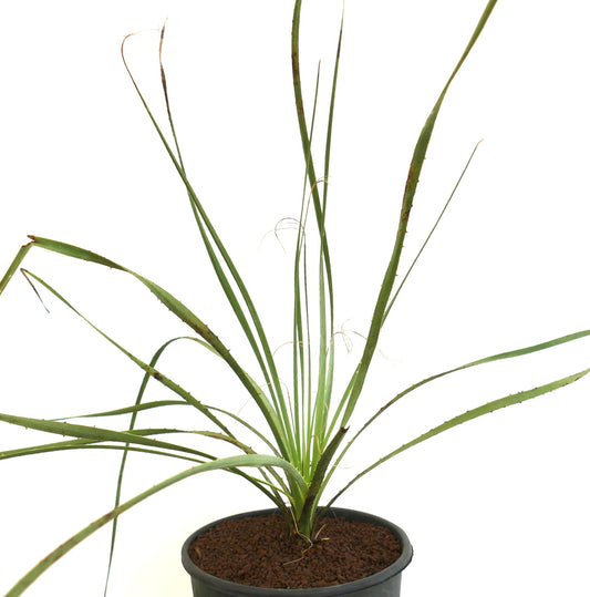 Dasylirion berlandieri slender green spiky leaves with thin curling fibers in black pot