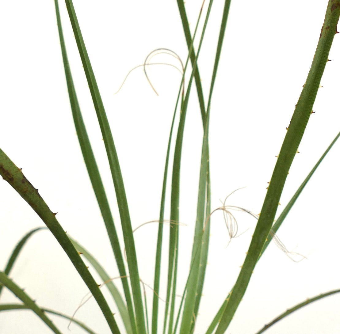 Dasylirion berlandieri schlanke grüne Blätter mit kleinen Stacheln und feinen Faserfäden sukkulente Pflanze