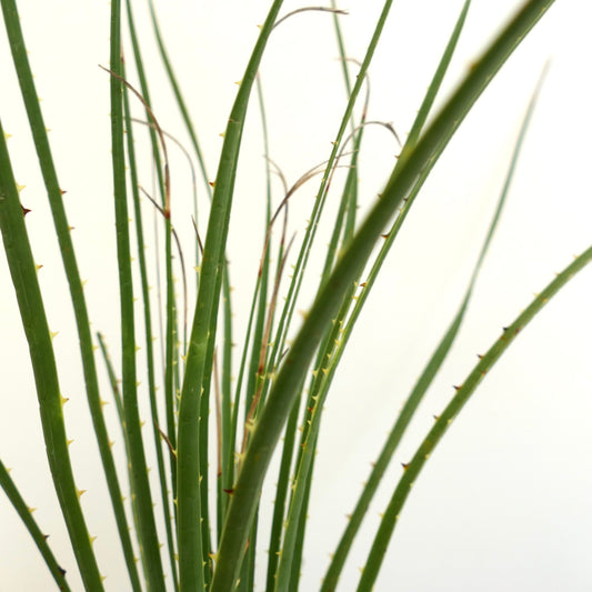 Dasylirion duranguense slender green spiny leaves succulent desert plant specimen
