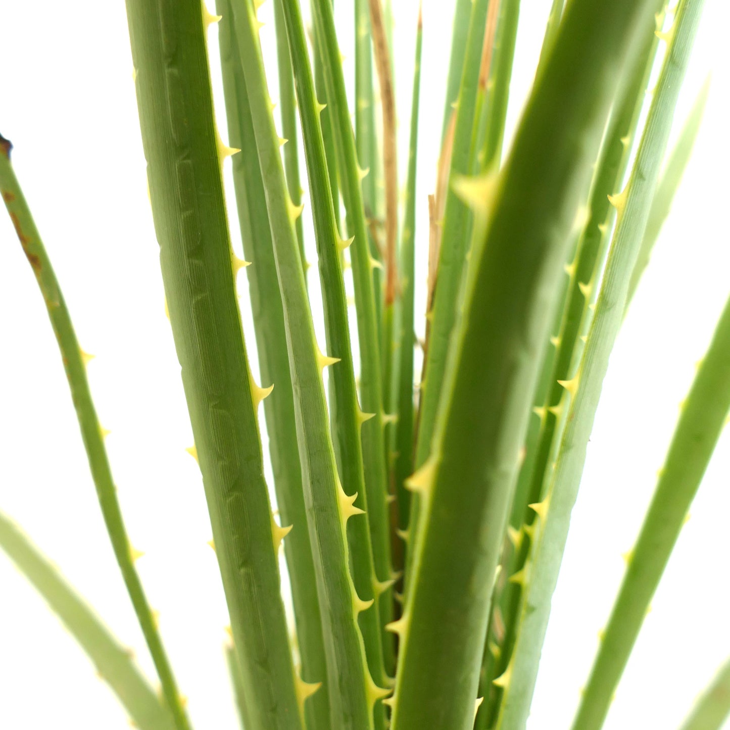 Dasylirion duranguense Sukkulente mit langen grünen, stacheligen Blättern und gelben Dornen, Nahaufnahme