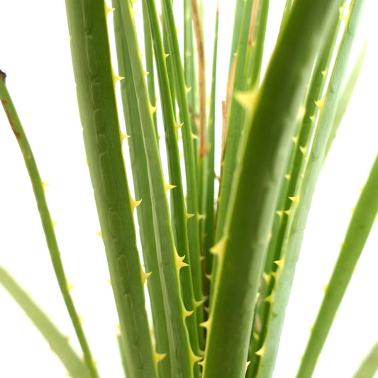 Dasylirion duranguense succulent with long green spiny leaves and yellow thorns close-up
