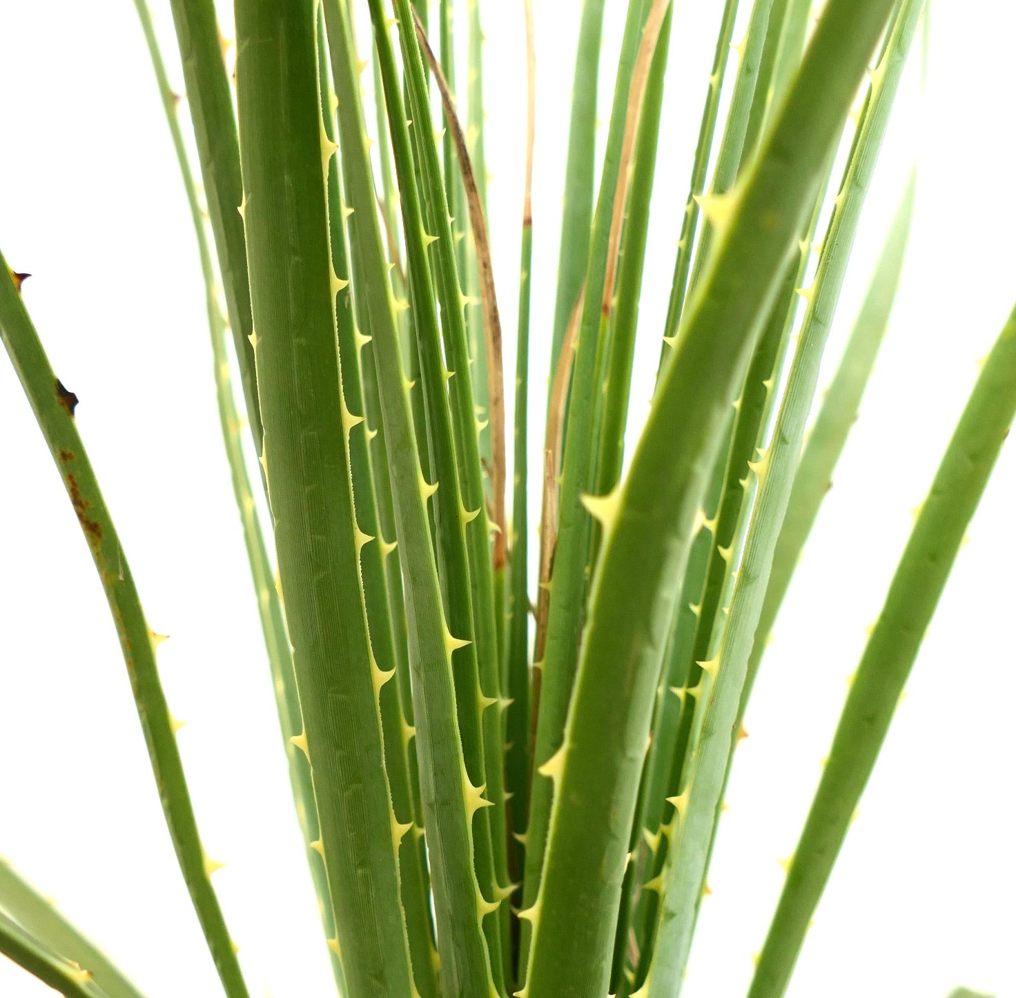 Dasylirion duranguense sukkulente Pflanze mit langen grünen dornigen Blättern und scharfen gelben Zähnen