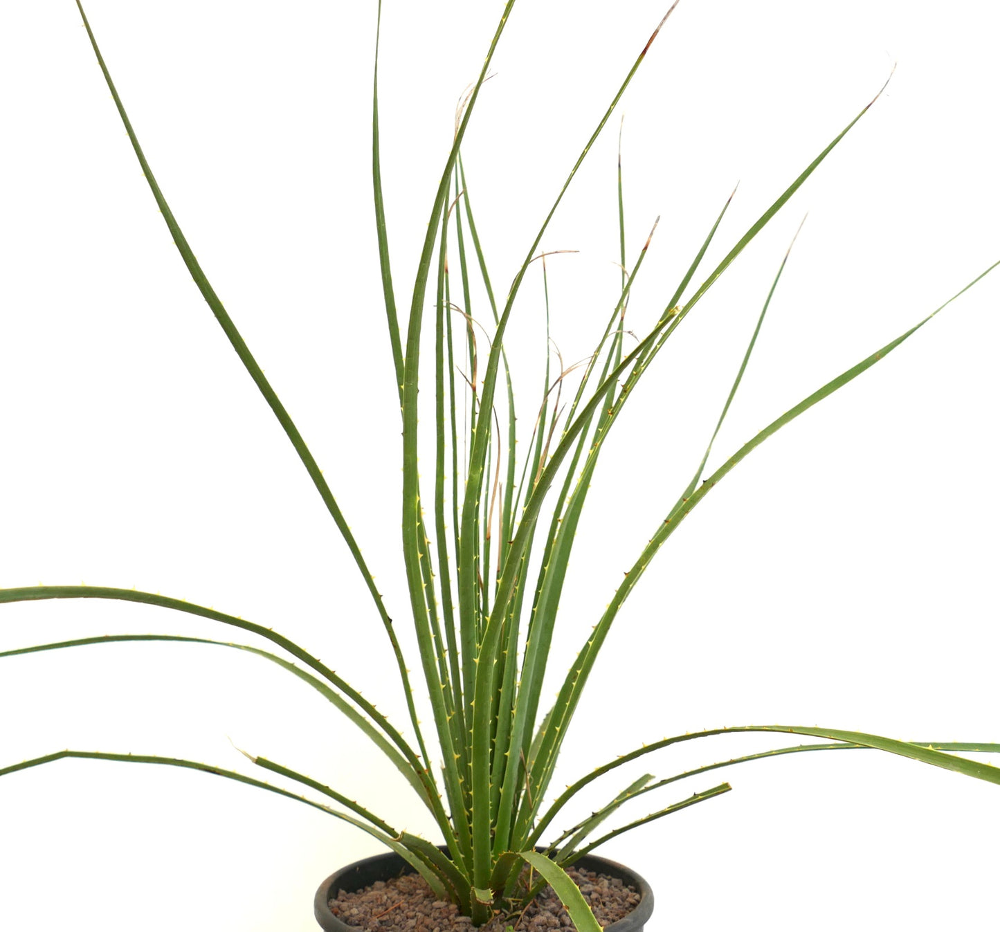 Dasylirion duranguense schlanker stacheliger Sukkulent mit langen dünnen grünen Blättern im Topf