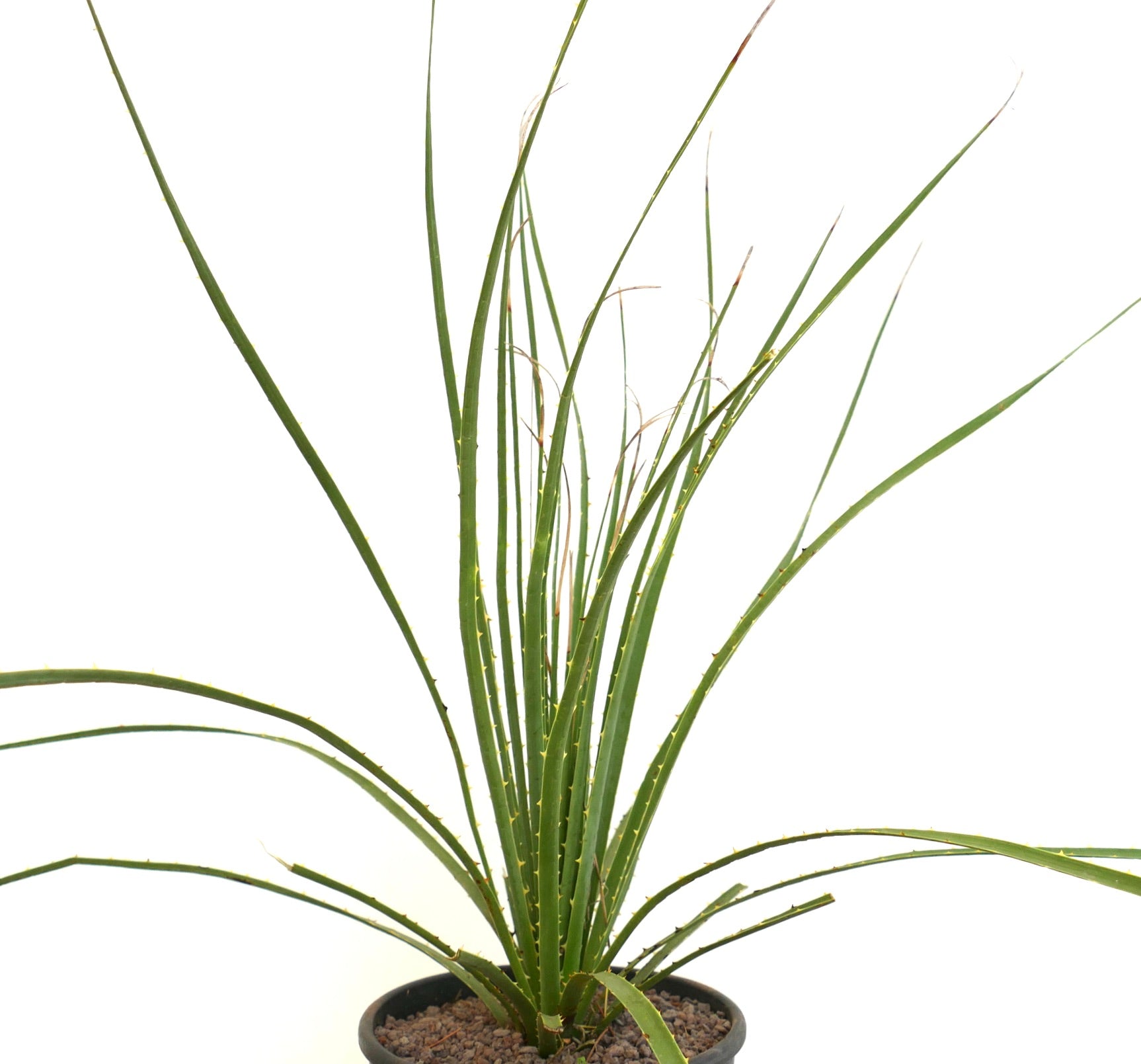 Dasylirion duranguense schlanker stacheliger Sukkulent mit langen dünnen grünen Blättern im Topf