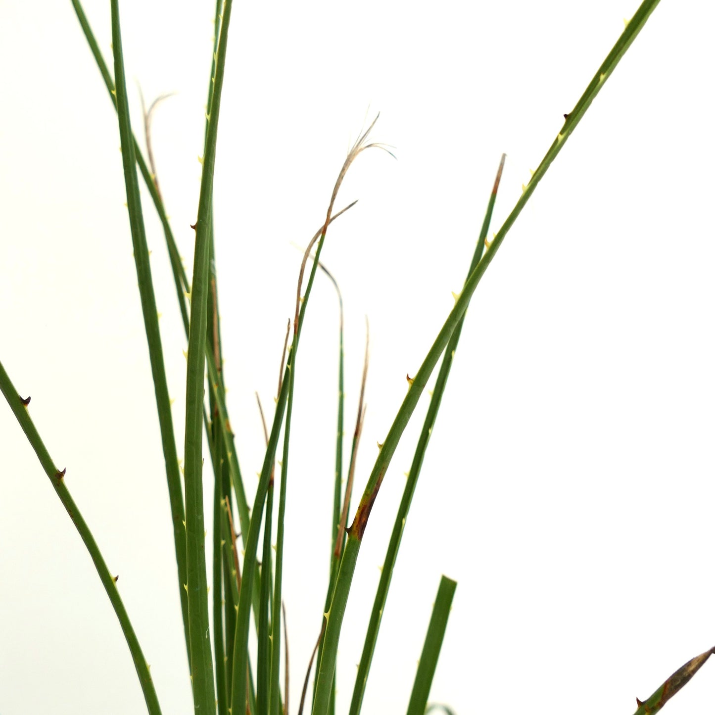 Dasylirion duranguense slender green spiny succulent stems with fine fibers