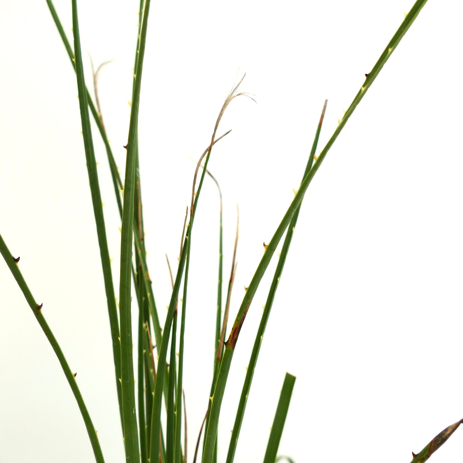 Dasylirion duranguense slender green spiny succulent stems with fine fibers