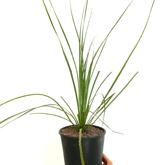 Dasylirion duranguense slender green spiny leaves succulent desert plant in pot