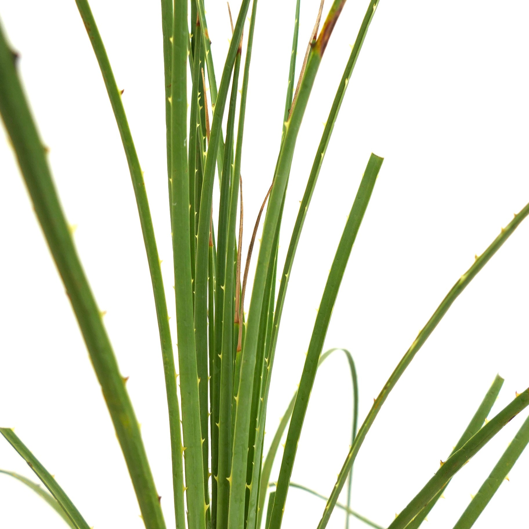 Dasylirion duranguense slender green spiky desert plant with long narrow leaves