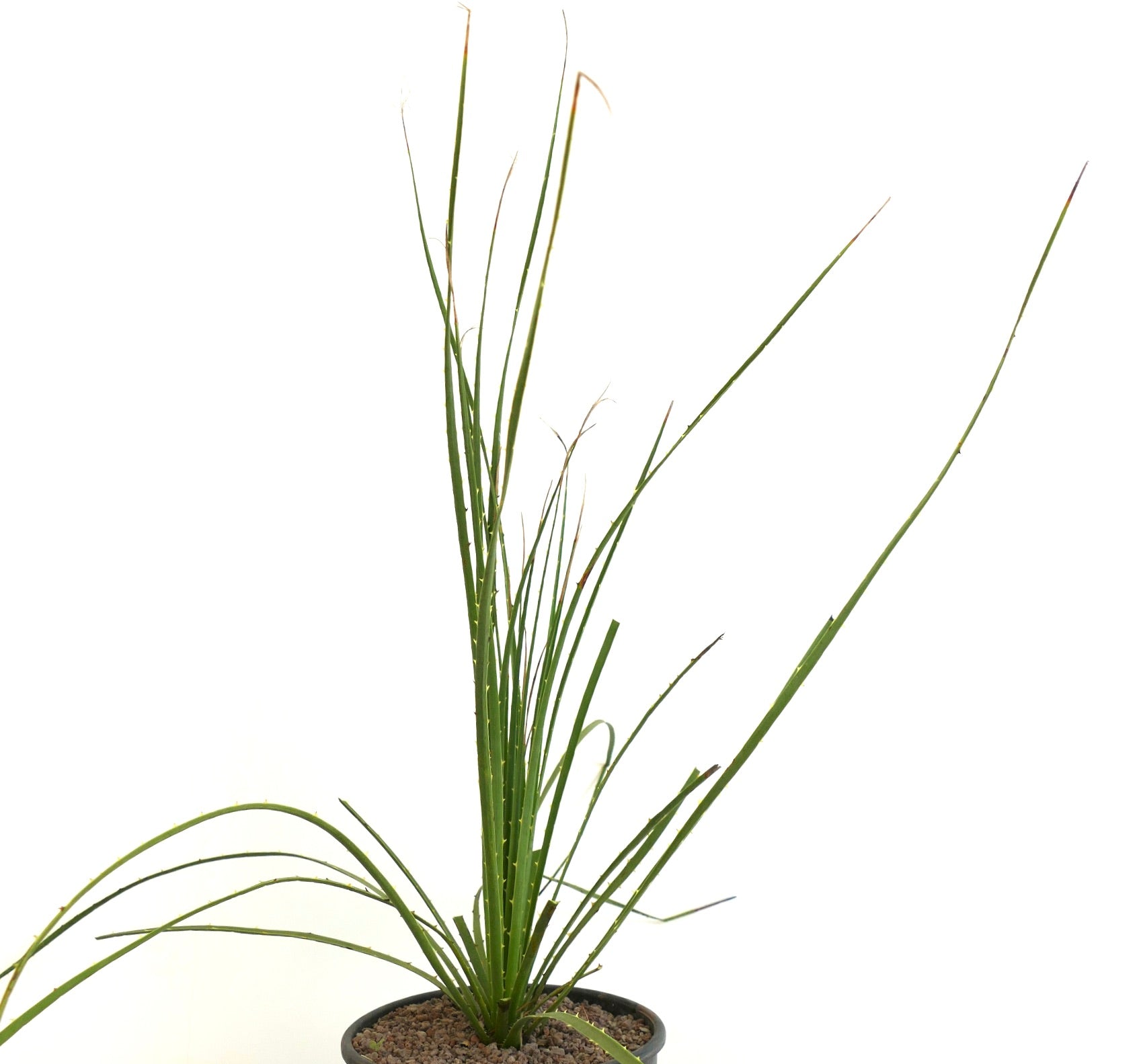 Dasylirion duranguense tall slender succulent with narrow spiny green leaves in pot