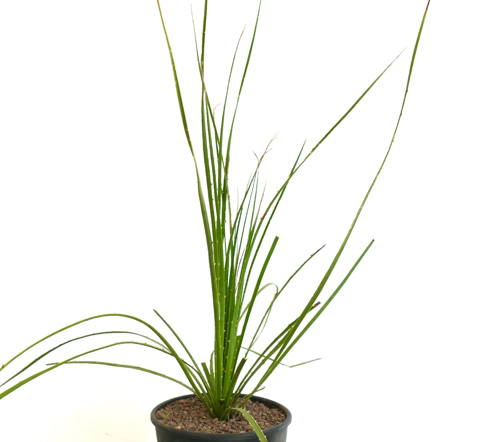 Dasylirion duranguense slender green succulent with long spiny leaves in black pot