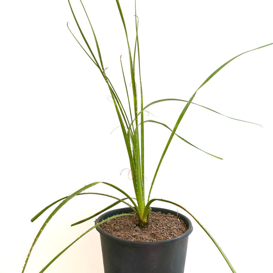 Dasylirion duranguense slender green leaves with thin spines in black pot succulent plant