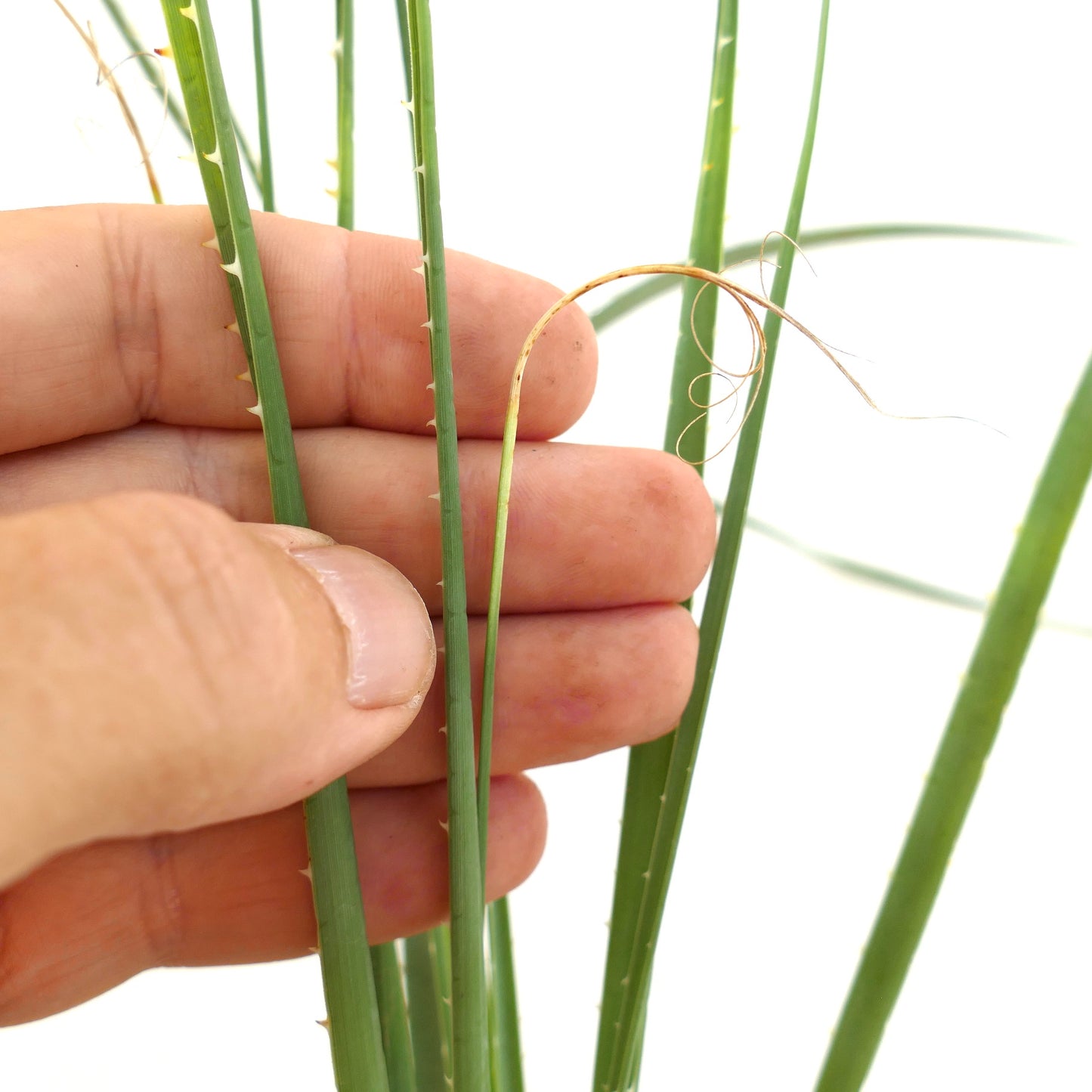 Feuilles vertes fines de Dasylirion duranguense avec petites épines et pointes de fibres bouclées en gros plan