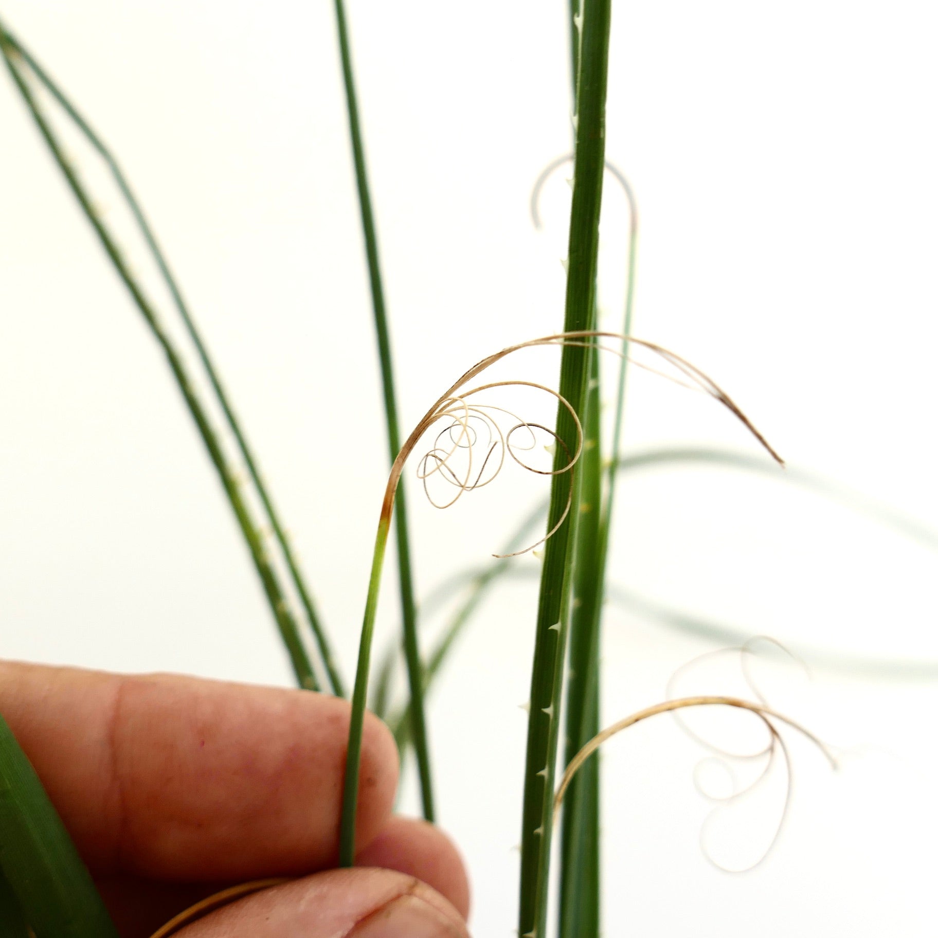 Dasylirion duranguense feuilles vertes fines avec de fines fibres enroulées et de petites épines