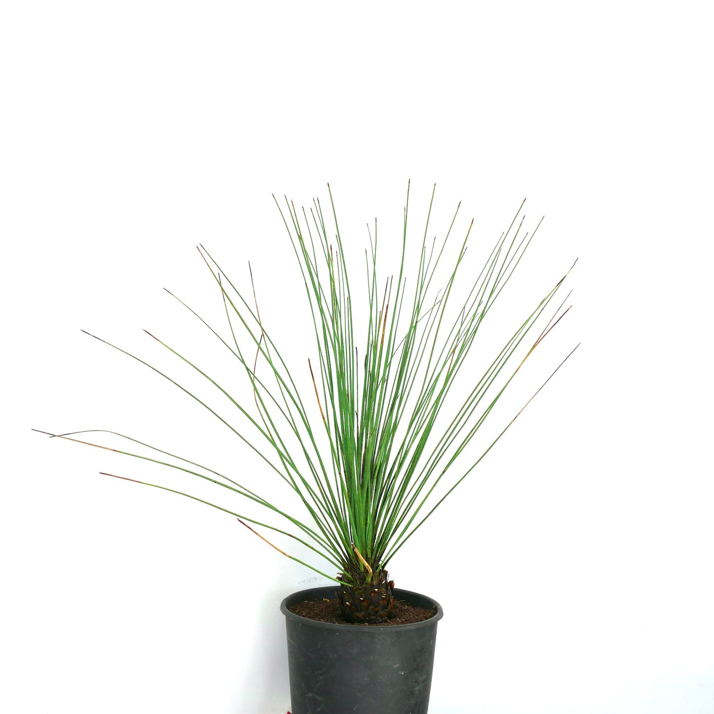 Dasylirion longissimum slender spiky succulent with thin green leaves in black pot