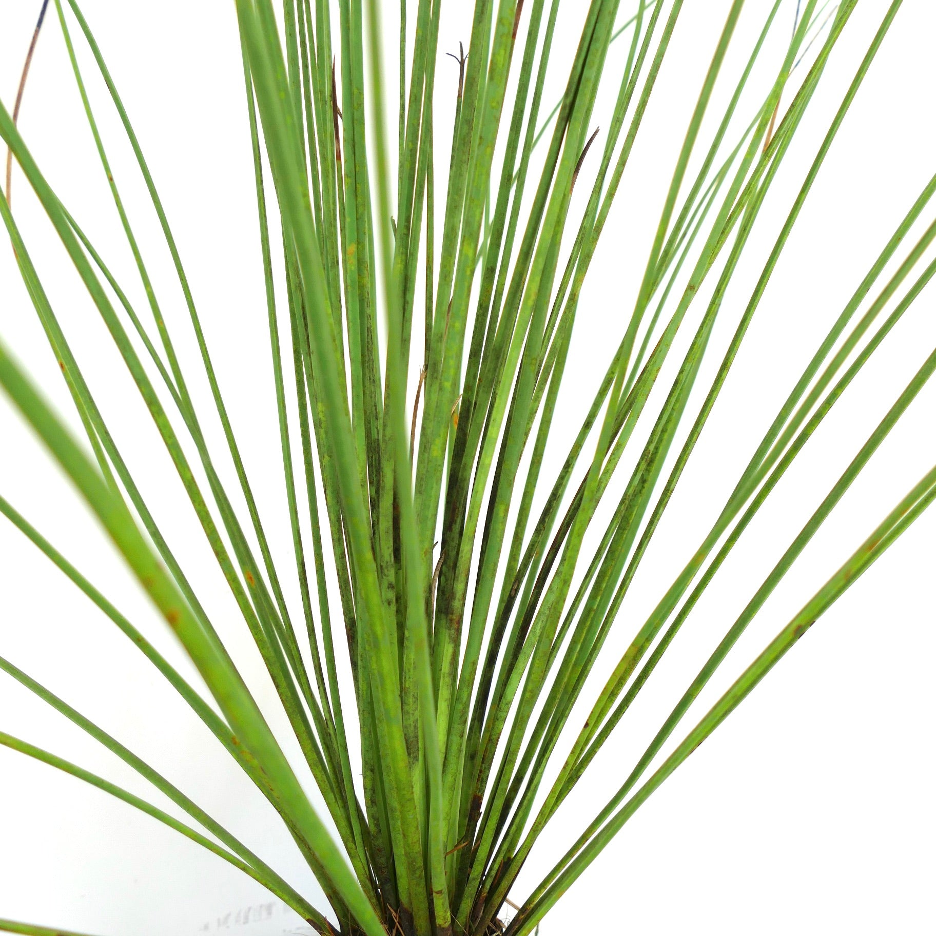 Dasylirion longissimum slender green spiky succulent plant with long narrow leaves