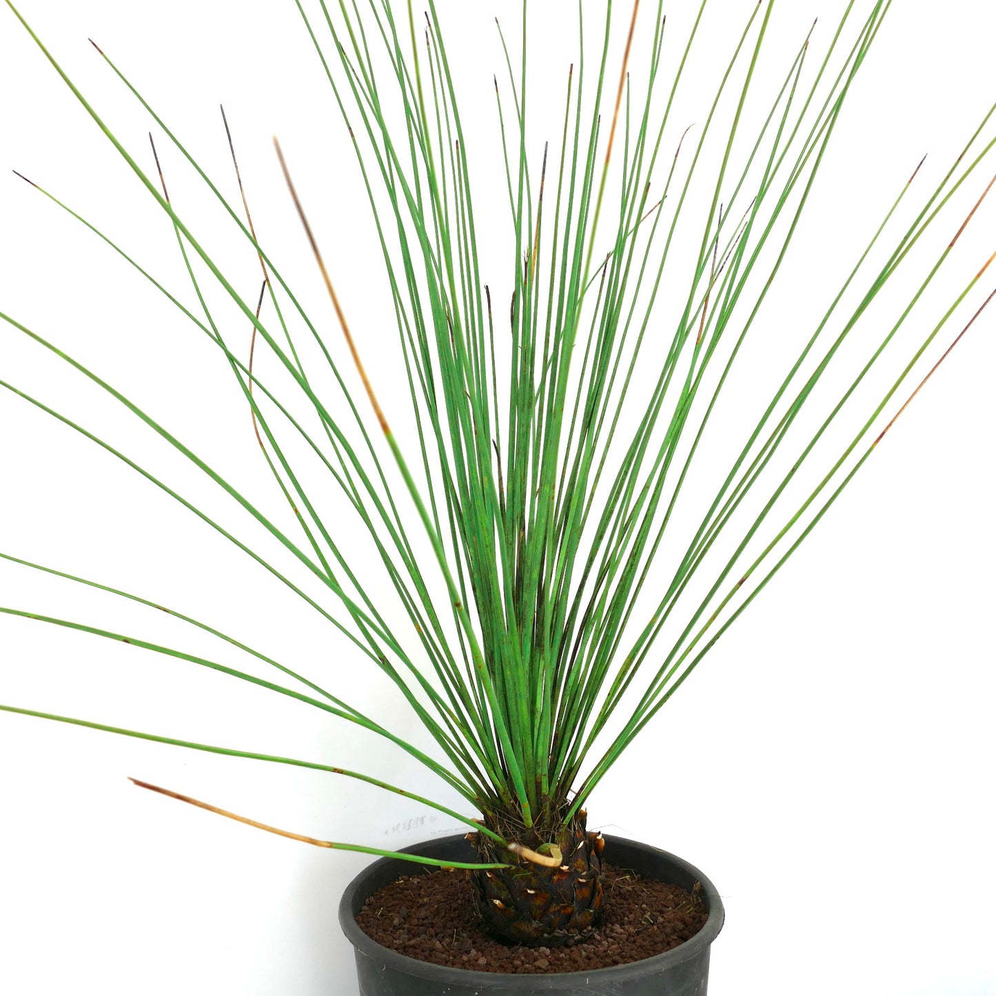 Dasylirion longissimum spiky succulent with long slender green leaves and textured base in pot