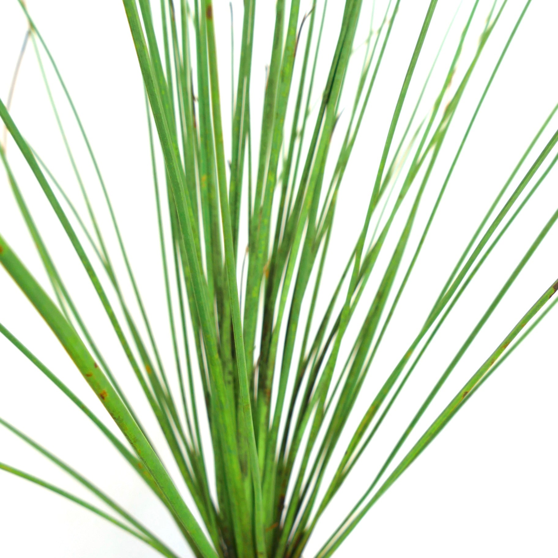 Dasylirion longissimum slender green spiky leaves with upright growth habit succulent plant