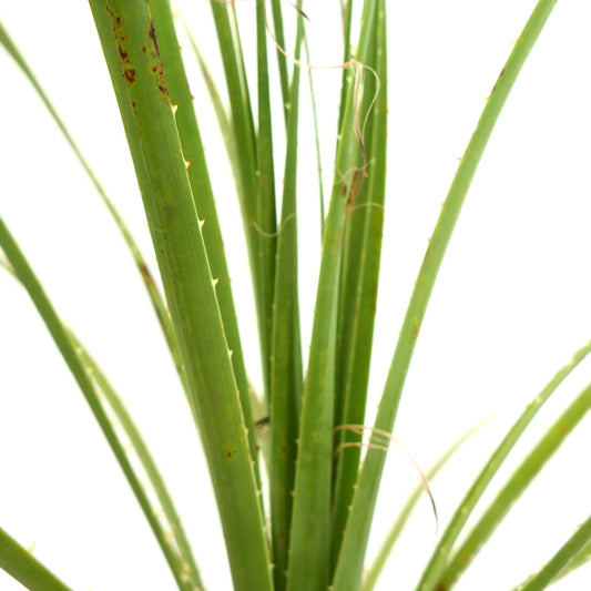 Dasylirion lucidum slender green leaves with small spines and fibrous edges succulent plant