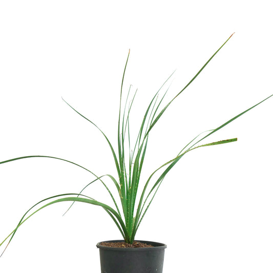 Dasylirion occidentalis slender green succulent with long spiny leaves in black pot