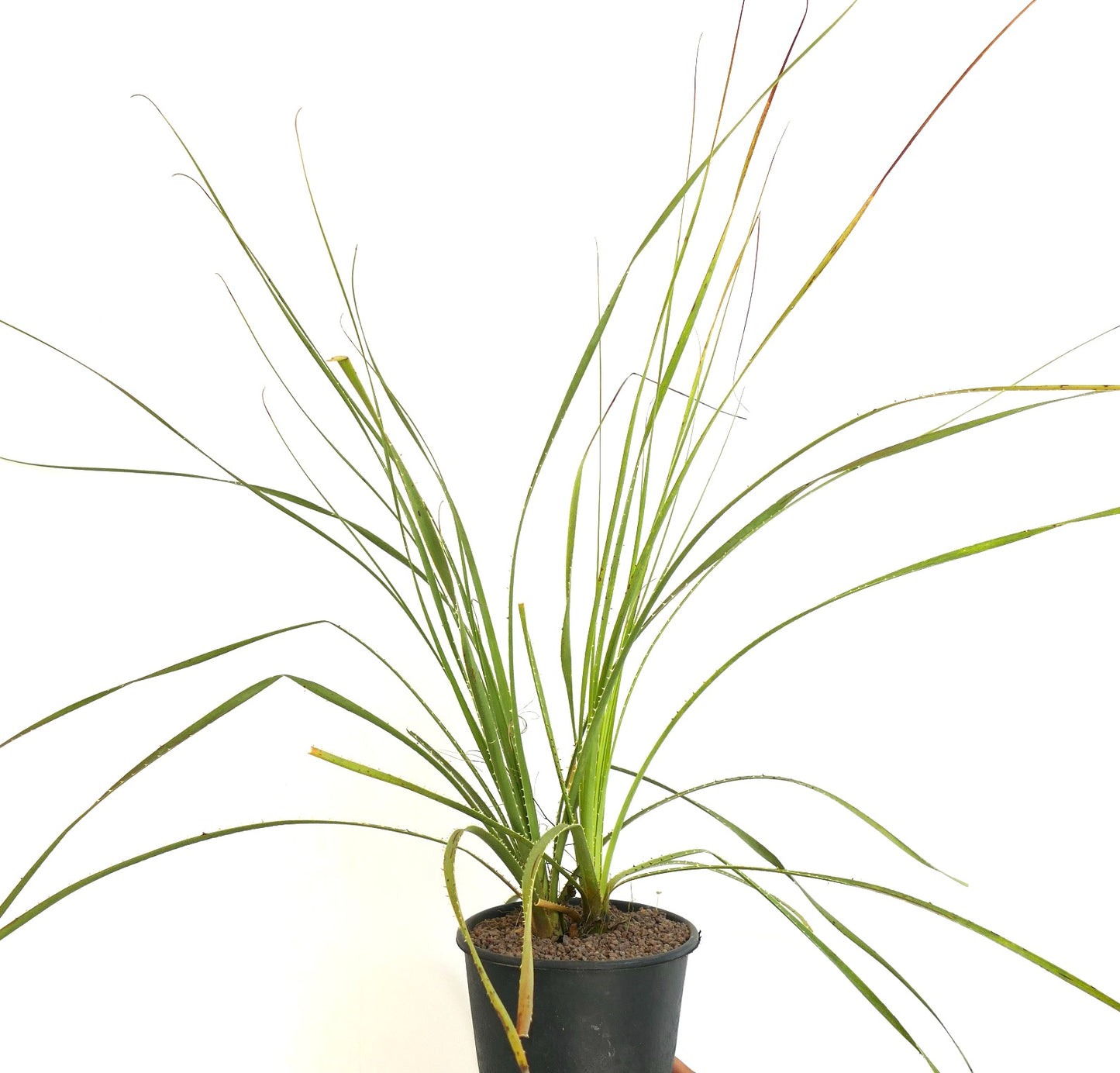 Dasylirion parryanum slender green leaves with sharp spines in black pot succulent plant
