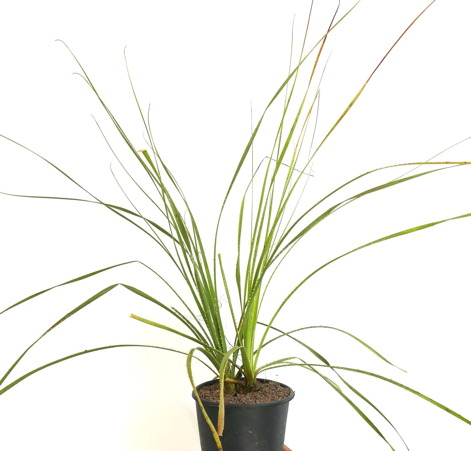 Dasylirion parryanum slender green leaves with sharp spines in black pot succulent plant