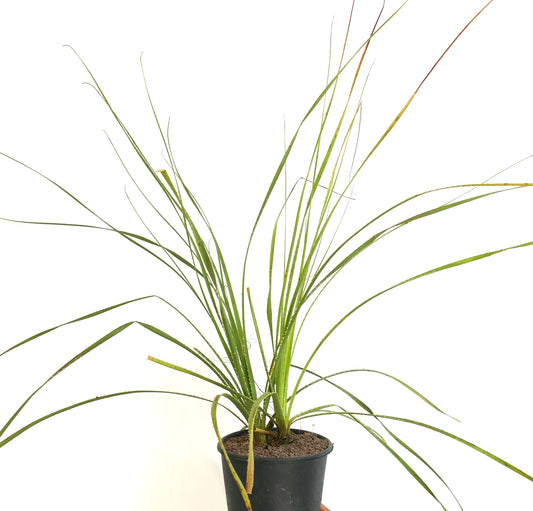 Dasylirion parryanum slender green leaves with sharp spines in black pot succulent plant