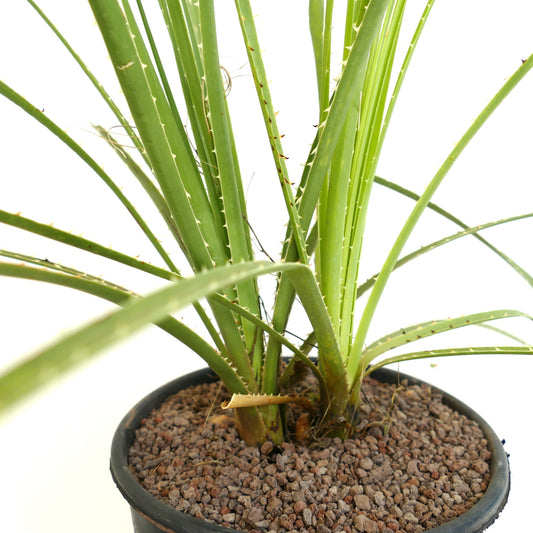 Dasylirion parryanum succulent plant with slender spiny green leaves in black pot