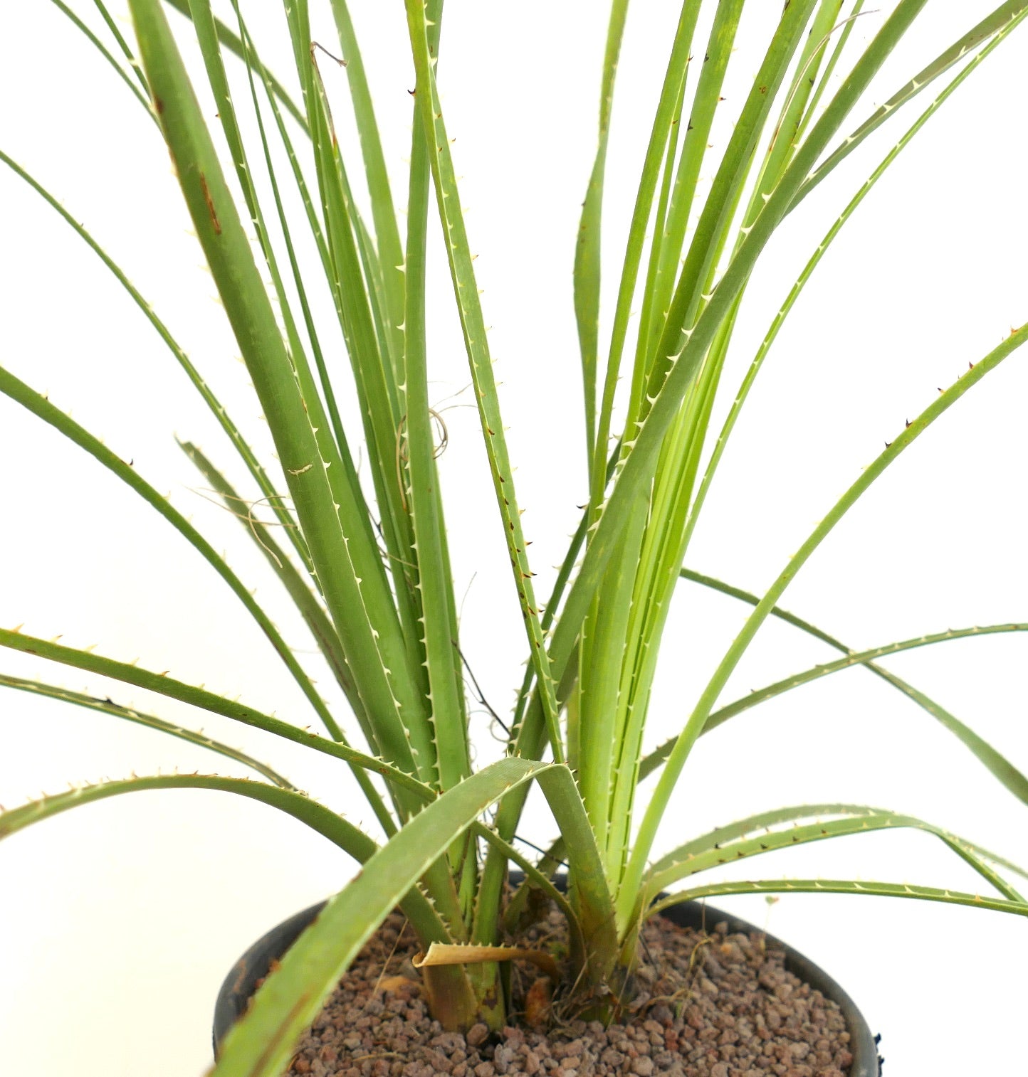 Dasylirion parryanum succulent plant with long narrow spiny green leaves in pot