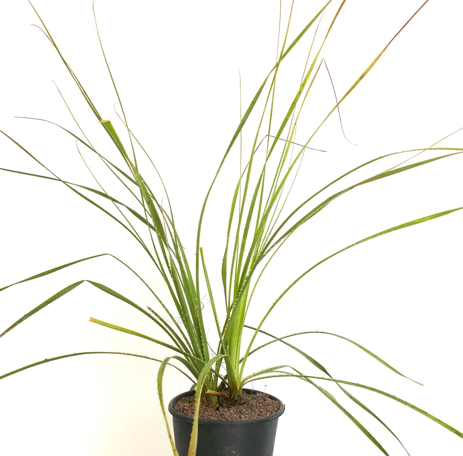 Dasylirion parryanum slender green spiky leaves desert succulent plant in pot