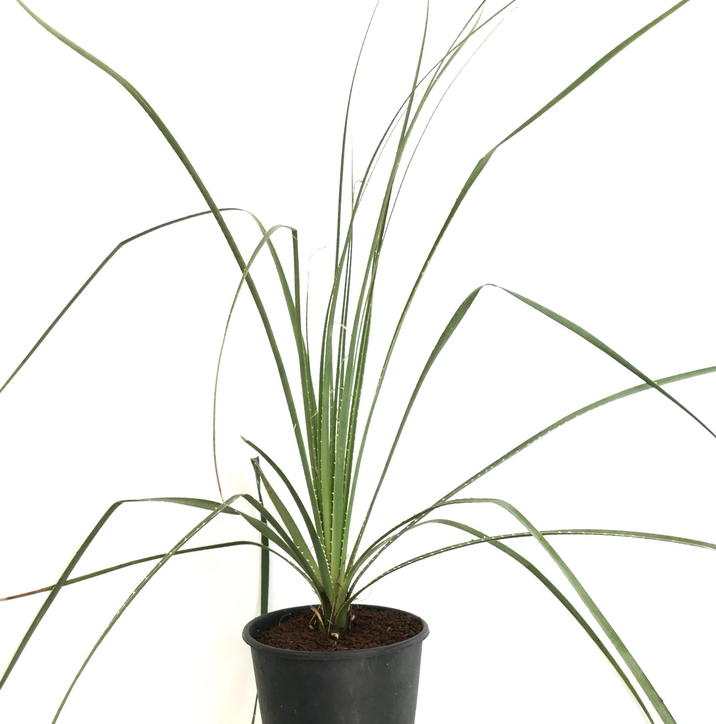 Dasylirion parryanum slender long spiny leaves potted desert ornamental plant
