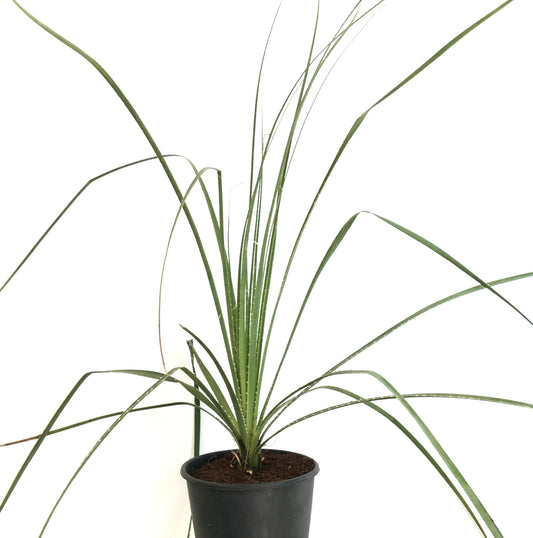 Dasylirion parryanum slender long spiny leaves potted desert ornamental plant