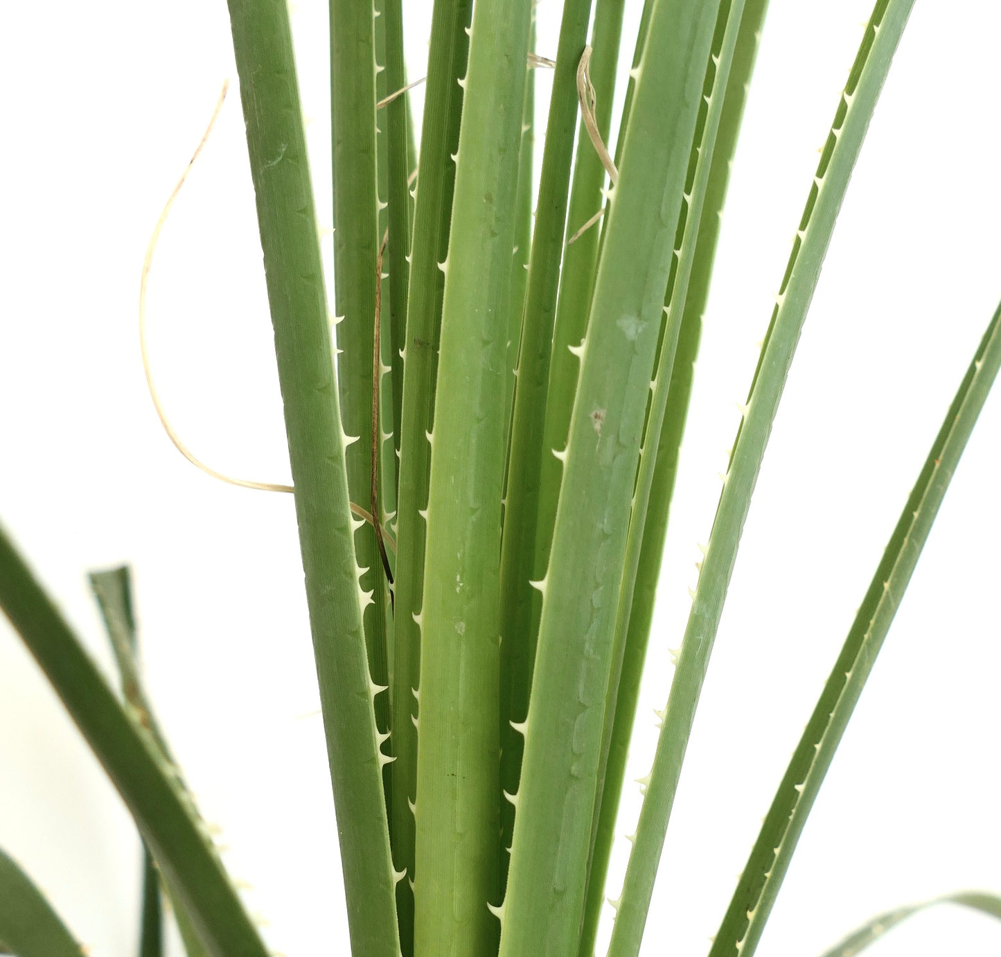 Dasylirion parryanum succulent plant with long green spiny leaves and upright growth