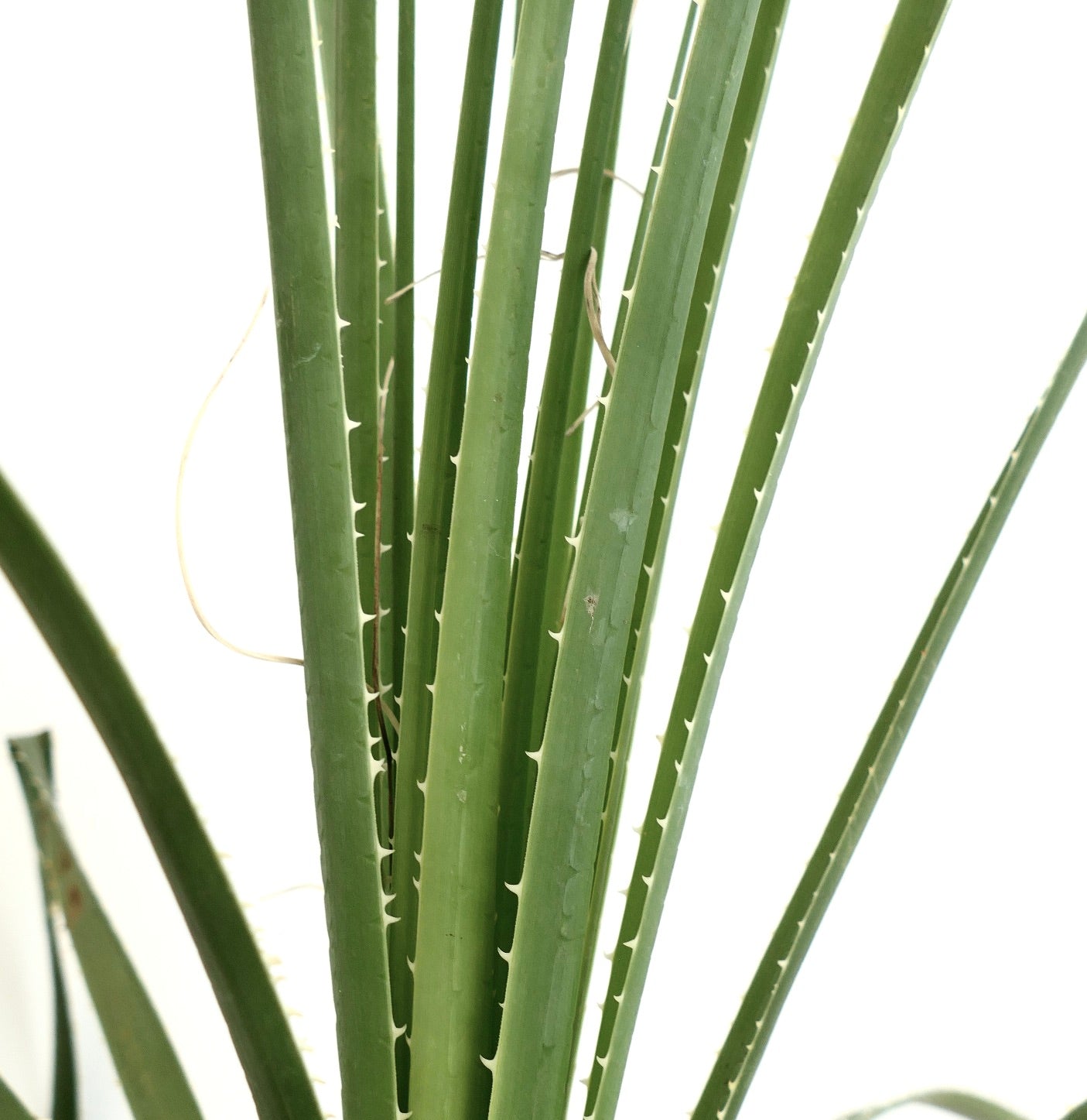Dasylirion parryanum succulent plant with long green spiny leaves and upright growth