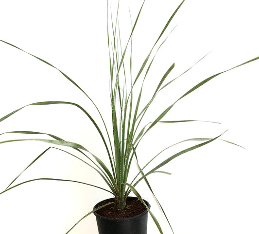 Dasylirion parryanum slender spiky leaves succulent desert plant in black pot
