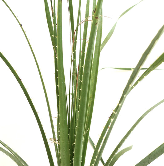 Dasylirion parryanum tall succulent with narrow green spiny leaves and upright growth