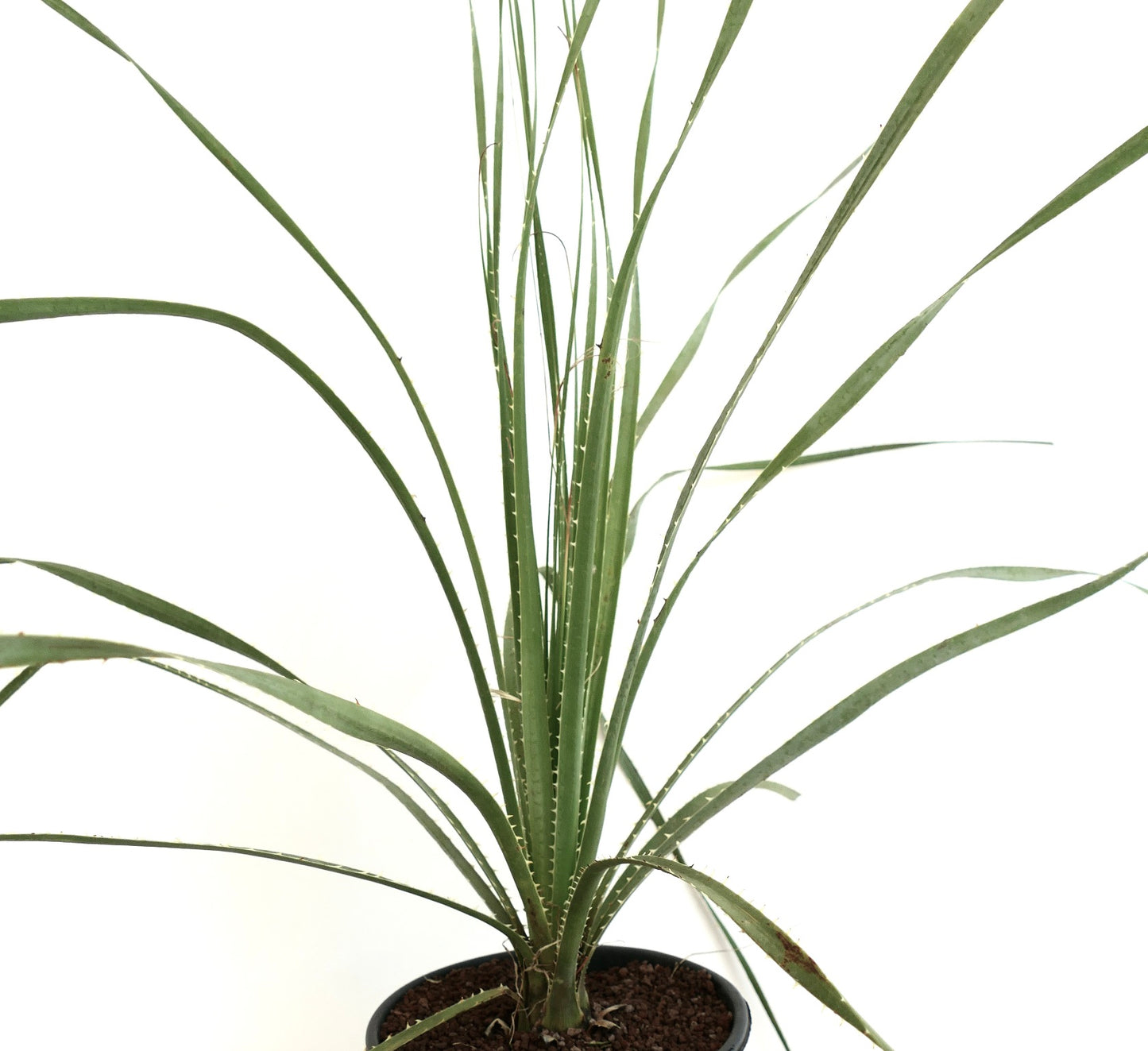 Dasylirion parryanum slender spiky succulent with narrow green leaves in pot