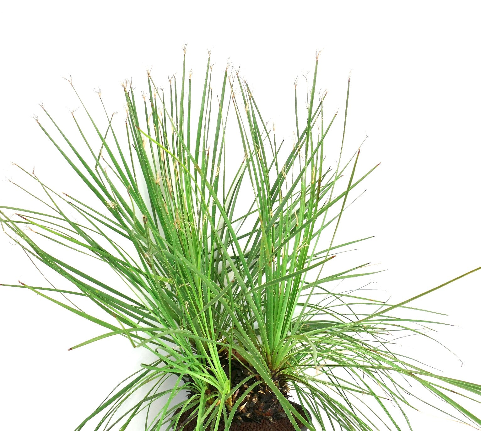 Dasylirion serratifolium spiky green succulent with slender leaves and thin fibers