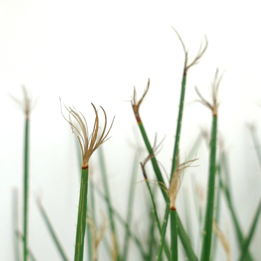 Dasylirion serratifolium slender green stems with dried tufted tips succulent plant